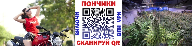 Купить  Сарапул  Конопля OG Kush 